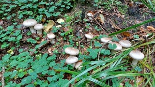foto di Funghi